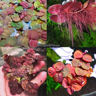 Bèo Rễ Đỏ thủy sinh hồ cá cảnh 10 cây