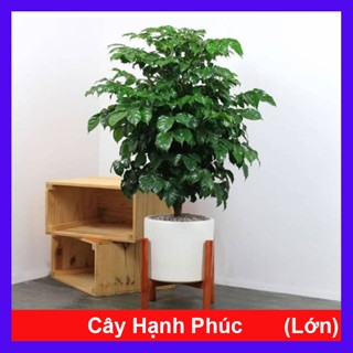 Cây hạnh phúc cao 1m cây phong thủy mang đến thành công viên mãn, cây cảnh trồng trong nhà
