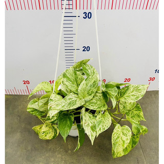 Chậu treo Trầu bà Marble Queen
