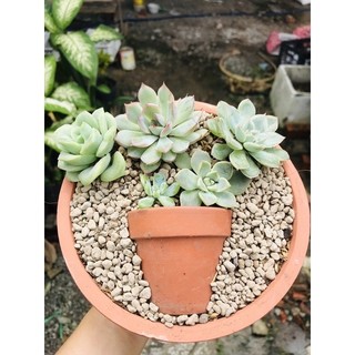 Đá Bọt Pumice, Đá Pumice nhập khẩu trồng cây bonsai, sen đá, hoa hồng, hoa lan, các loại cây ảnh