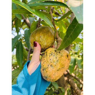 Cây Nê Na giống