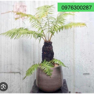 Cây giống dương xỉ thân gỗ- loại cây lùn làm cảnh
