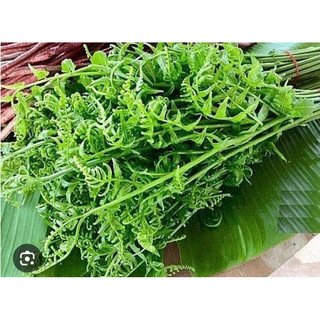 Cây giống rau dớn - cây nhỏ mua 5 tặng 1