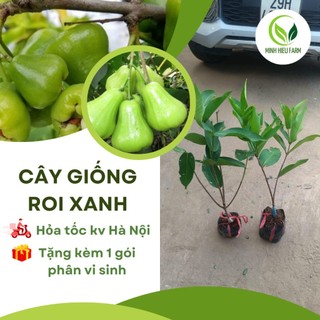 Roi xanh/ mận xanh/ mận tam hoa/ cây giống đạt chuẩn f1