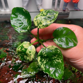 Ráy Varking 02 - Anubias varking, dòng ráy thuỷ sinh cao cấp