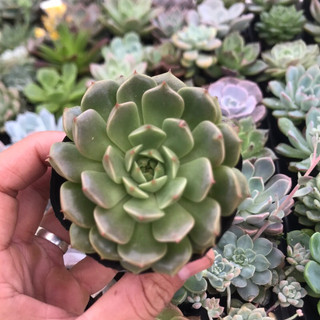 Sen đá ruby xanh đẹp trang trí sân vườn, văn phòng