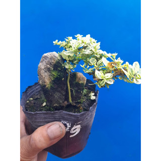 Sam Hương mini lá trắng ôm đá