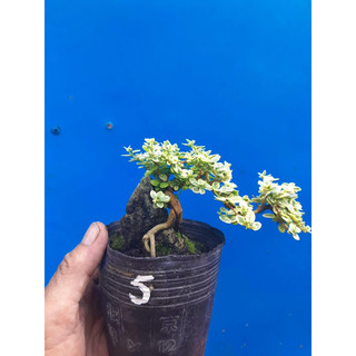 Sam Hương mini lá trắng ôm đá