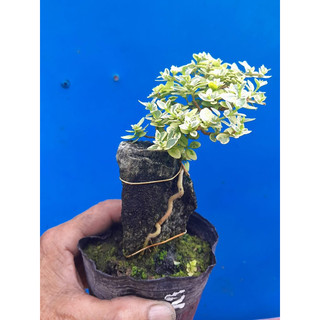 Sam Hương mini lá trắng ôm đá