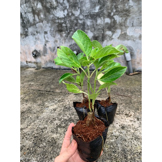 Cây Cẩm Tú Cầu nhiệt đới
