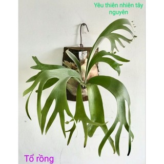Chậu Ổ rồng hàng thuần /tặng kèm bảng gỗ treo