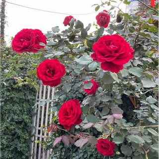Hoa hồng leo Cổ Hải Phòng