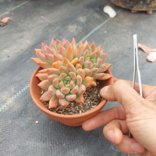 Sen đá móng tay đỏ cổ thụ Đà lạt