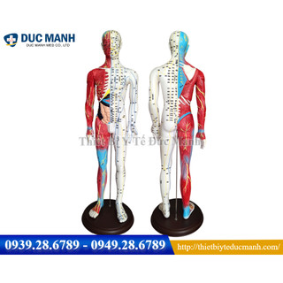 Mô hình huyệt vị cơ thể người cao 65cm - Mô hình huyệt vị - Mô hình châm cứu - Mô hình kinh lạc