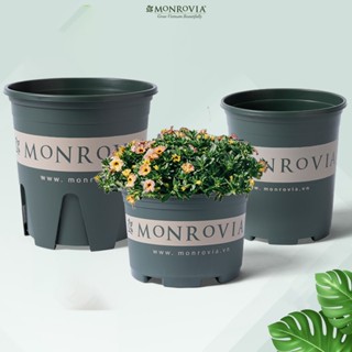 Chậu nhựa trồng cây MONROVIA để bàn, treo ban công, ngoài trời, sân vườn, tinh tế,tiêu chuẩn Châu Âu
