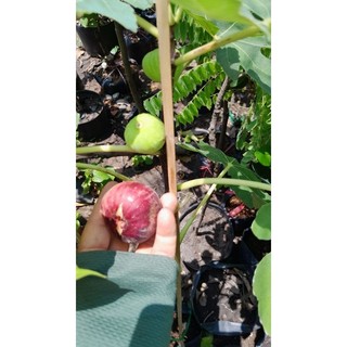 Chậu cây sung mỹ ngọt, cao 60cm, mới về cây đẹp.