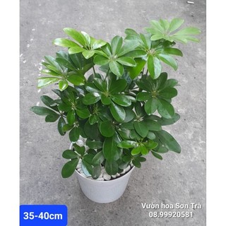 Cây ngũ gia bì thái đuổi muỗi.