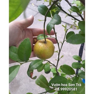 (VHST giao TP.HCM trong ngày) Cây CHANH TA (TỨ QUÝ) đang hoa/trái.