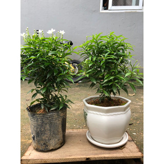 Cây mai vạn phúc(mai tiểu thư),cây sẵn hoa