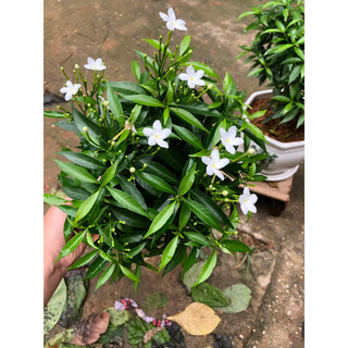 Cây mai vạn phúc(mai tiểu thư),cây sẵn hoa