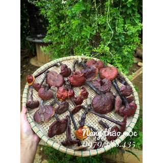 Nấm lim xanh tự nhiên