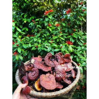 Nấm lim xanh tự nhiên