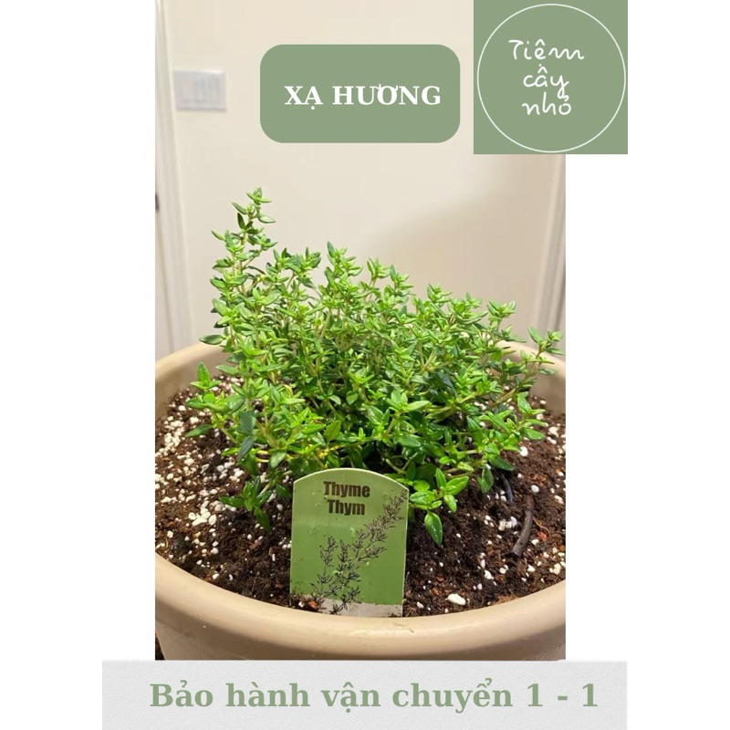Combo 2 dòng Xạ hương - Thyme , xạ chanh - Cây mang hương thơm nhẹ nhàng - Ưa nắng