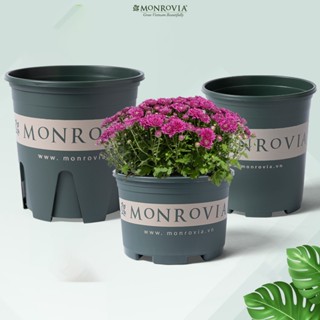 Chậu nhựa trồng cây MONROVIA size VỪA để bàn, treo ban công,tường, ngoài trời, tiêu chuẩn Châu Âu