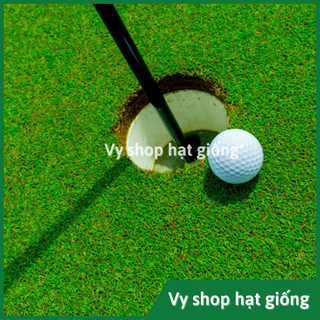 Hạt giống cỏ thảm Bent Grass gói 500 hạt trồng sân Golf, sân bóng, trang trí sân vườn, tiểu cảnh