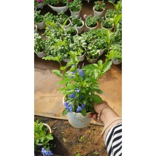 Chậu hoa thanh xà - hoa leo