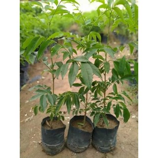 Cây giống mắc mật