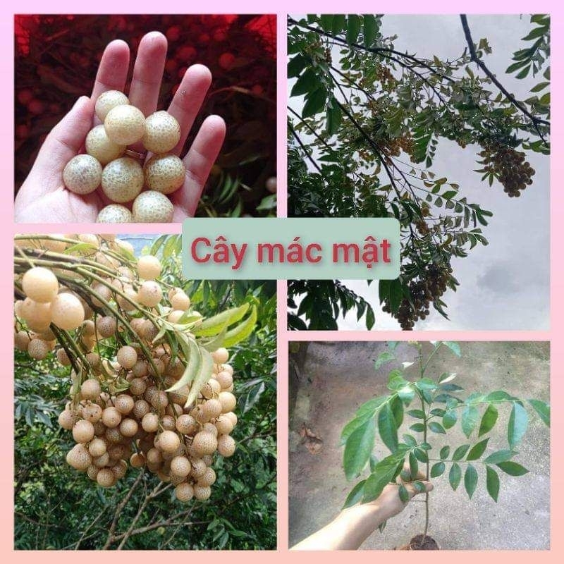 Cây giống mắc mật