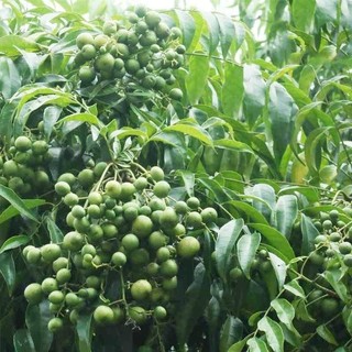 Cây giống mắc mật
