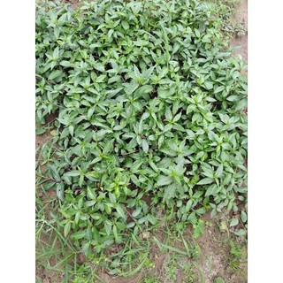 1kg cây bọ mắm tía tươi lh 0355276899