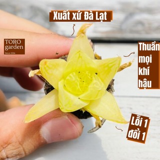 Sen đá ngọc lá chanh Đà Lạt size mini cây sen đá trang trí nhà cửa Toro garden