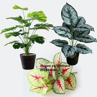 Cây Lá Rùa , Khoai , Trầu bà DECOR - Cây giả cao cấp 12 lá cao 60cm