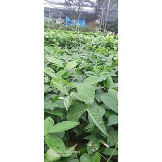 Cây giống  cát sâm (sâm nam)