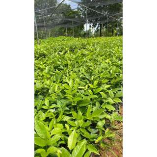 Cây giống  cát sâm (sâm nam)