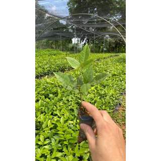 Cây giống  cát sâm (sâm nam)