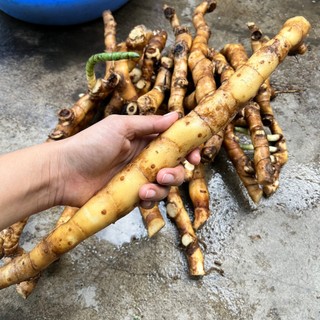 1kg Củ Cát Lồi - Củ Mía Dò - Củ Cát Loài Tươi Tại Vườn - 100% Mọc Tự Nhiên