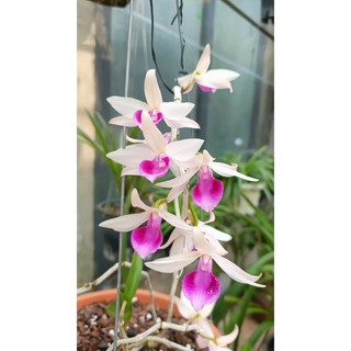 Cây  giống Lan NHƯ NGUYỆT GIA LAI