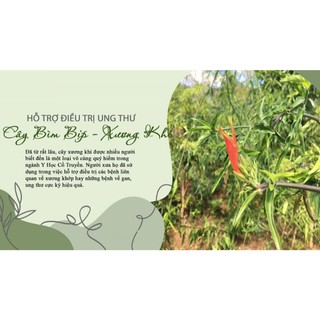 cây xương khỉ khô 1kg - Dùng cho người hay bị nhức mỏi xương khớp, đau dạ dày và ung thư