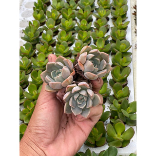 Combo 3 Sen đá hồng bầu, hồng quế màu đẹp, trang trí nhà cửa