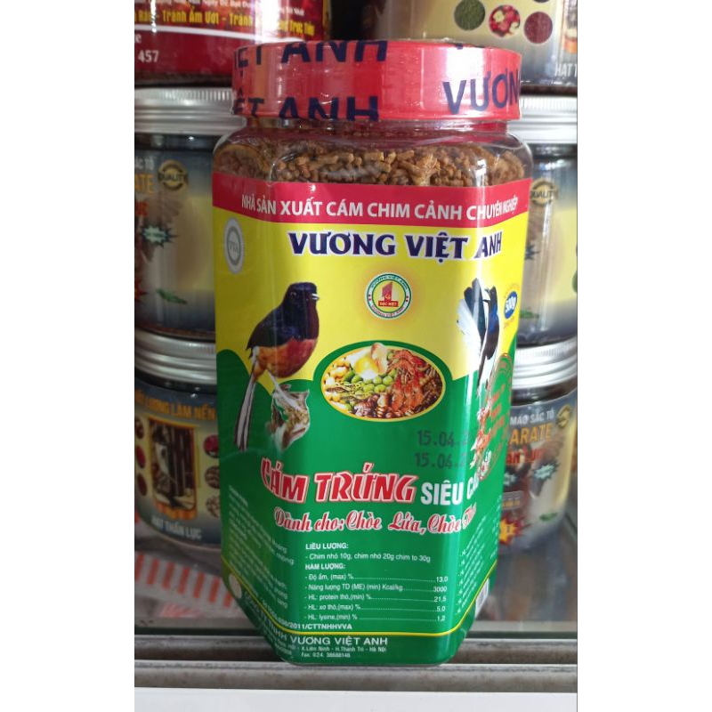 Cám chích chòe than lửa Vương Việt Anh
