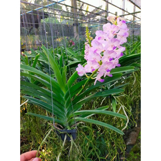 Hoa lan hải yến lai vanda - hoa thơm - cánh to