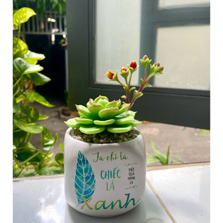 Sen đá đất sét có hoa chậu sứ cao 15cm