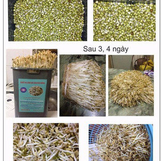 [Rau Sạch] Máy Làm Giá Đỗ, Rau Mầm 103. ĐTCA