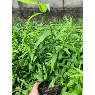 Combo 3 cây xương khỉ 18k