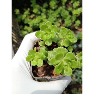 Sen đá bầu sedum hoa hồng xanh. Sen trồng vùng nóng
