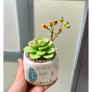 Sen đá đất sét có hoa chậu sứ cao 15cm